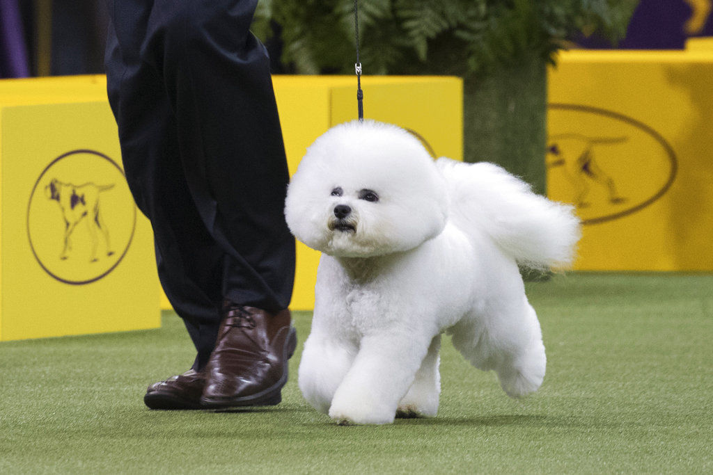 APTOPIX Westminster Dog Show